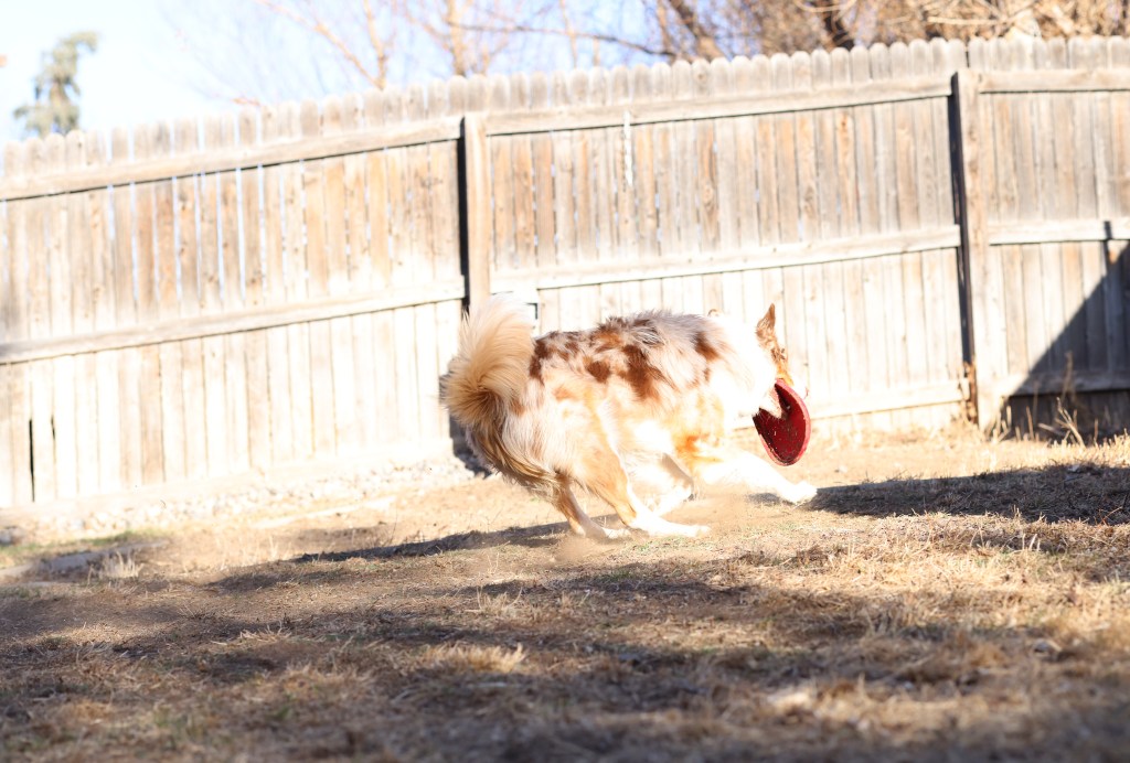 Overexposed photo of Remy the dog, with bright highlights washed out, losing details in the fur and background.
