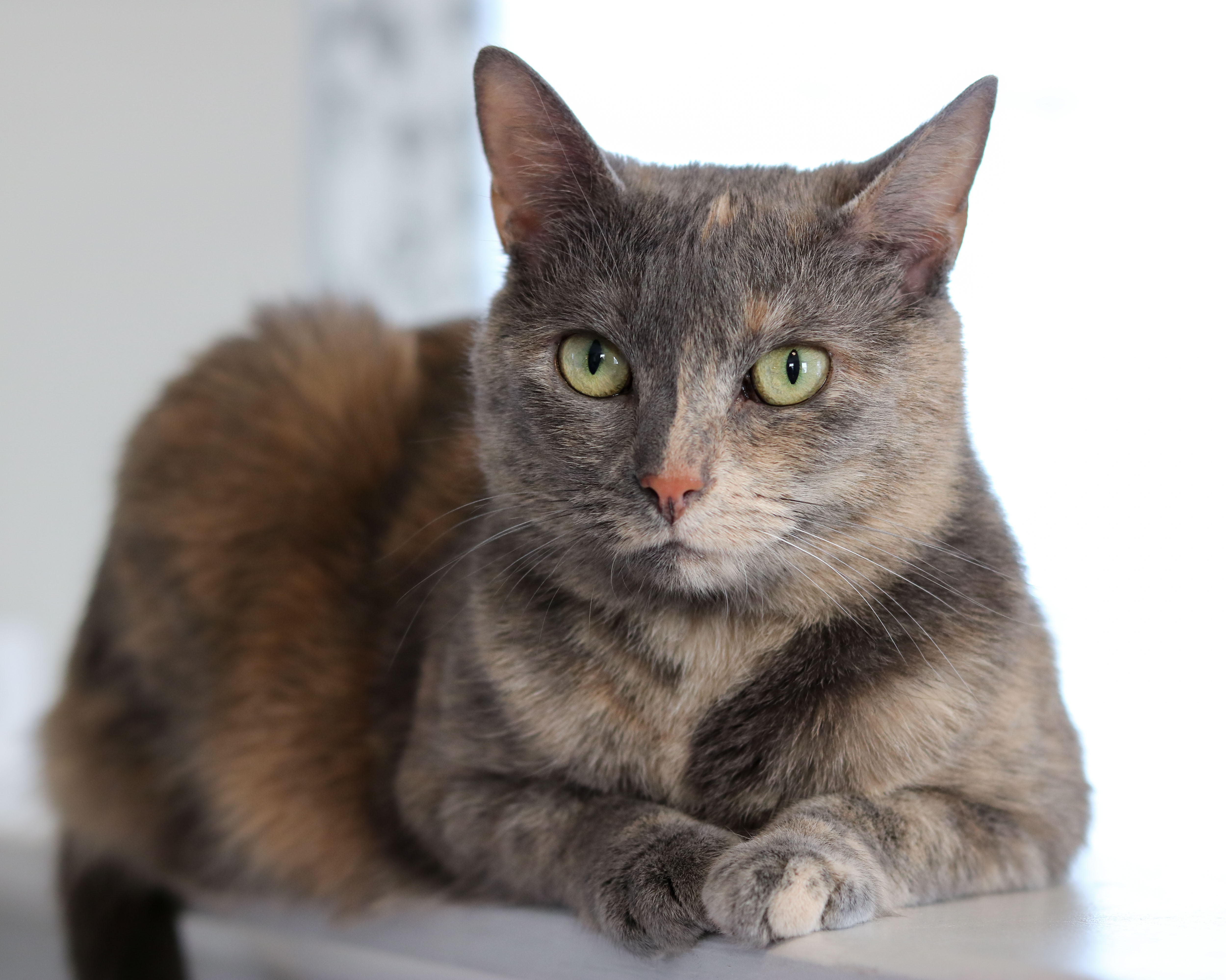 A dilute tortoiseshell cat with green eyes lying down and looking directly at the camera.