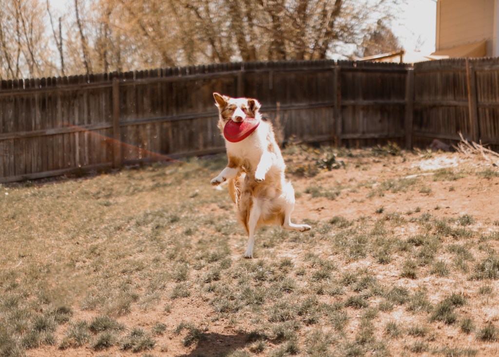 Aussie dog jumping to catch frisbee