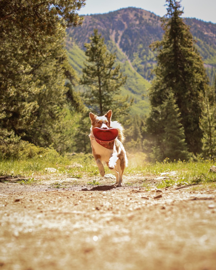 aussie running towards the camera with a frisbee in his mouth in the mountains off leash