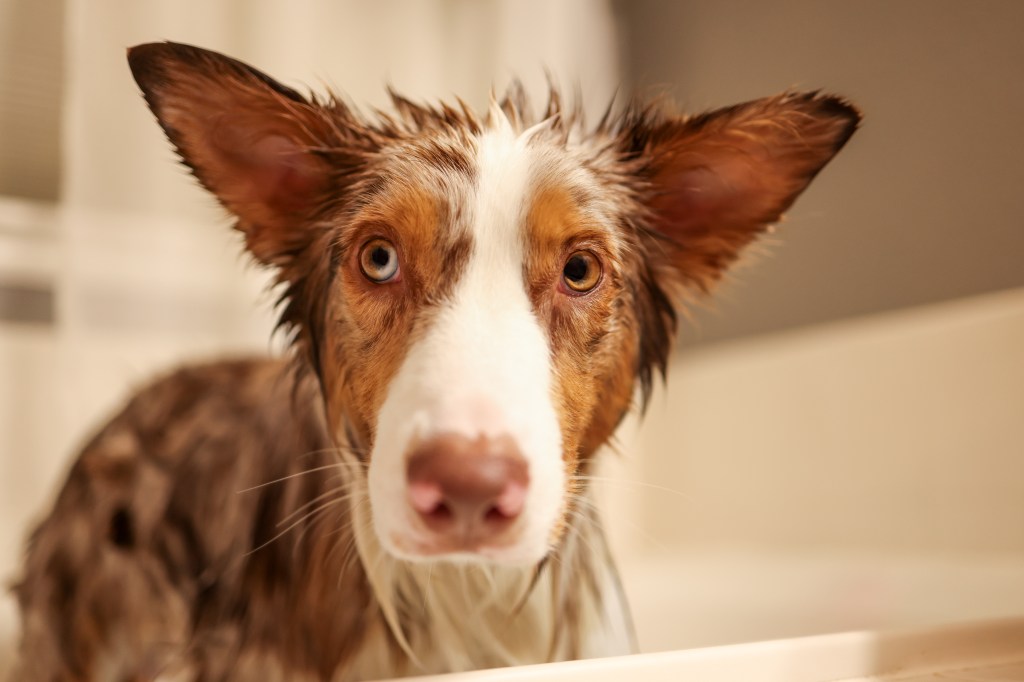 Remy standing still during a bath, his waterlogged ears drooping and his eyes pleading dramatically. His left eye shows heterochromia (half green, half blue), while his right eye has coloboma. His expression says, “How much longer, Mom?” capturing his personality—dramatic, sweet, and uniquely him—even during bath time.