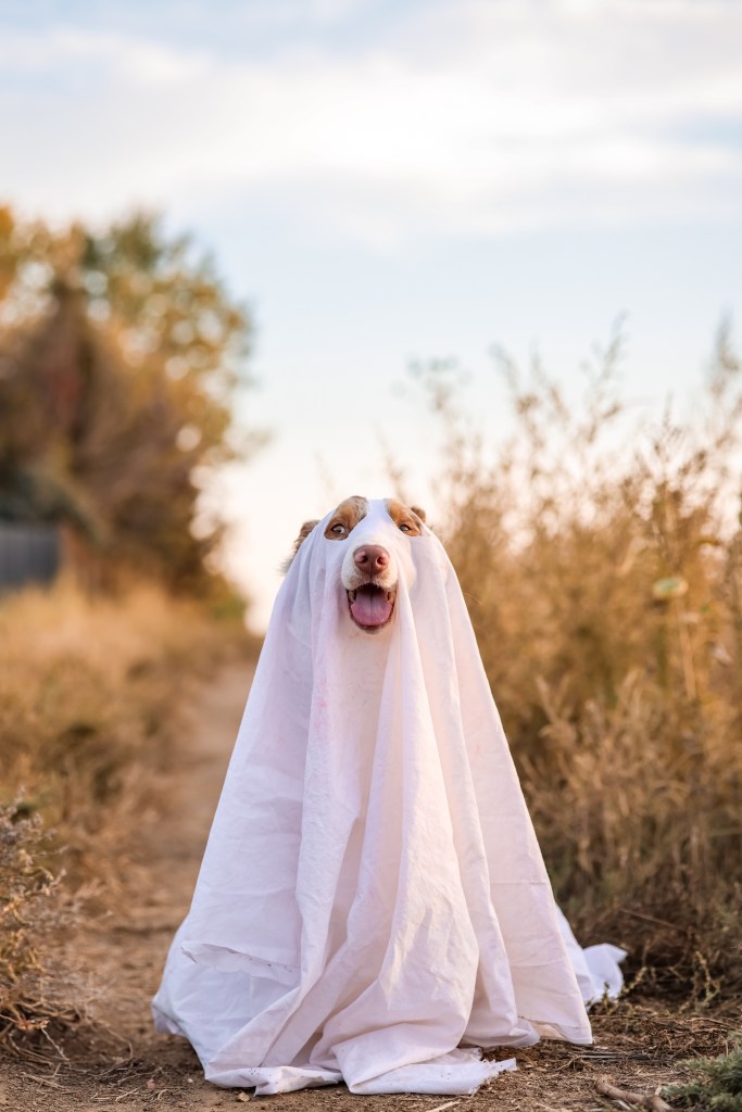 Remy dressed as a ghost in a wheat field, sitting under a sheet with just his eyes and snoot peeking out. He looks confused but eager to listen, panting softly. Golden wheat tones frame the goofy, adorable scene, making this chaotic Halloween photoshoot a hilariously heartwarming memory.