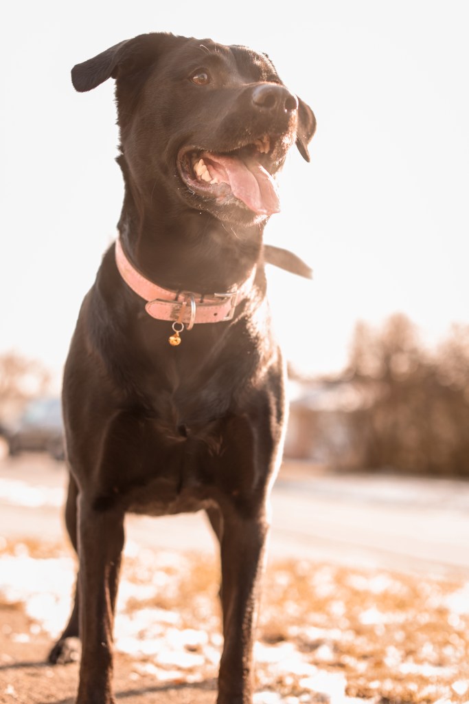 Photo of a dog taken with Canon EF 50mm f/1.2L